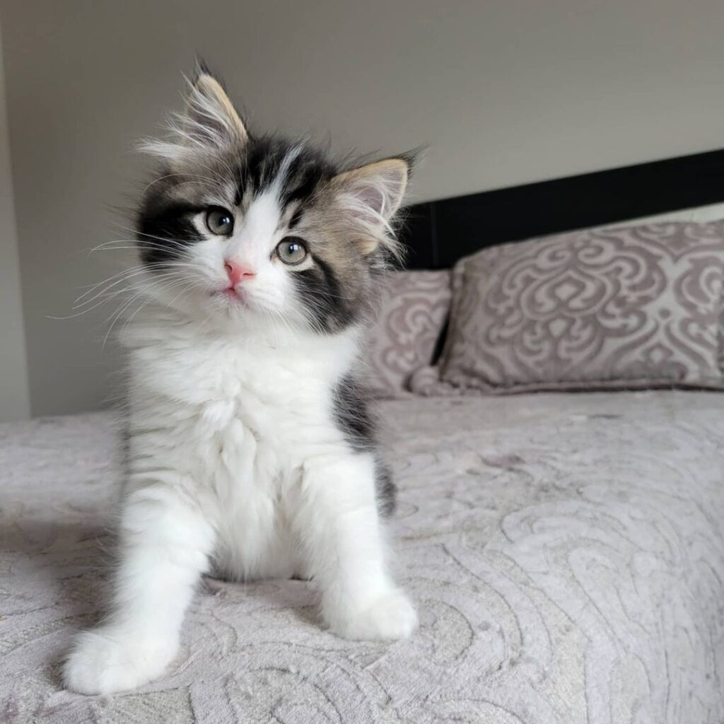 Siberian cats | Siberian kittens for sale