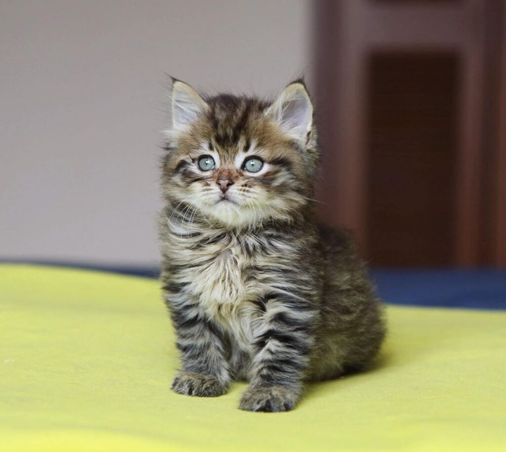 Siberian cats | Siberian kittens for sale